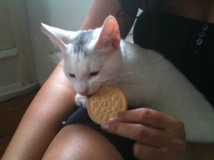 Huskat Nikki - Den smager jo godt:) billede 5