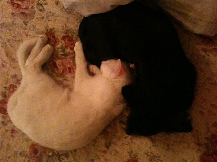 Huskat Nikki - Puttetid billede 6