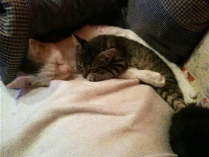 Huskat Nikki - Putter med Stribemissen:o) billede 7