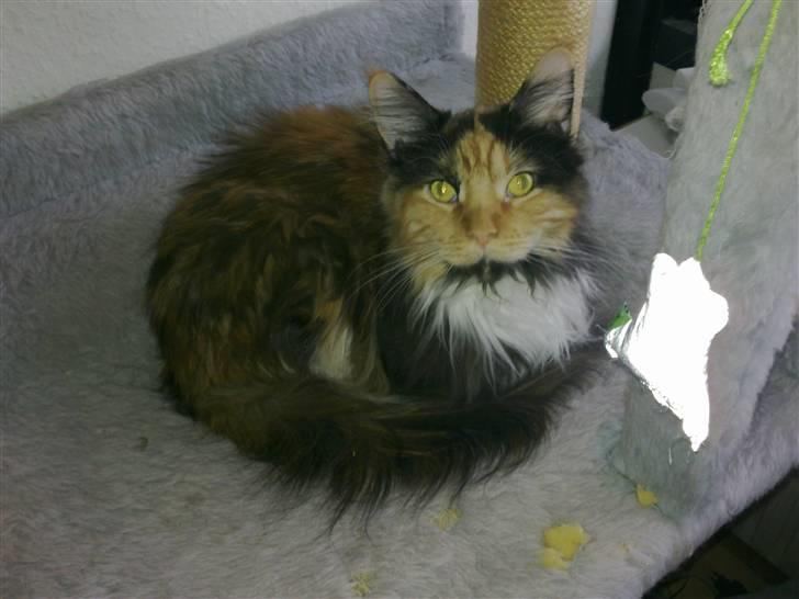 Maine Coon Destiny billede 7