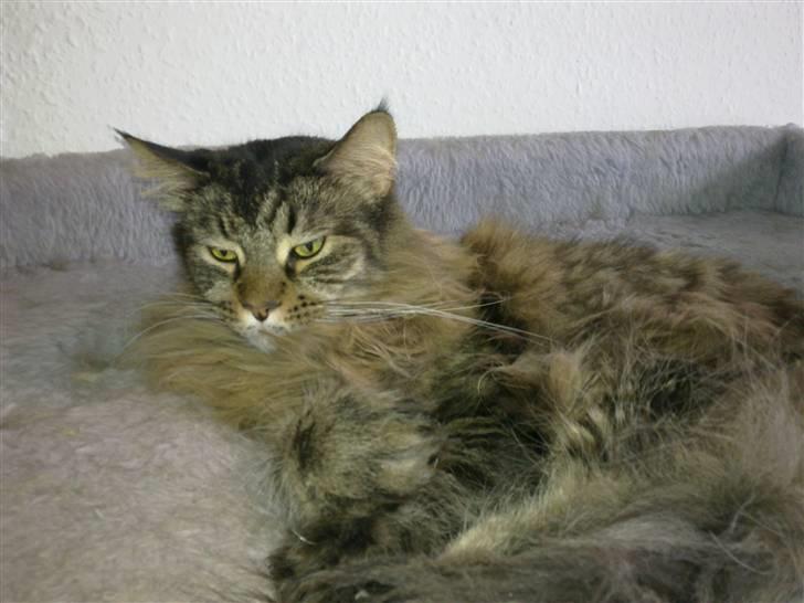 Maine Coon Gizze billede 6