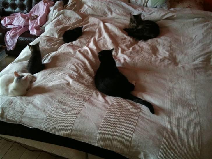 Huskat Nikki - Så er der misse råd:o) billede 8