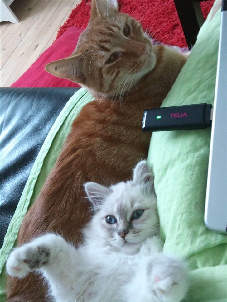 Hellig Birma Askepots Hermione (Fenja) - Nyder lidt hygge med storebror billede 9