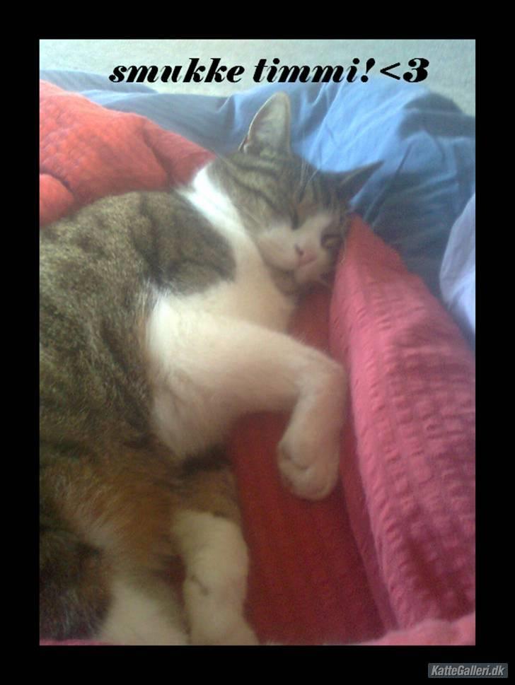 Huskat timmi :) - timmi :) billede 8