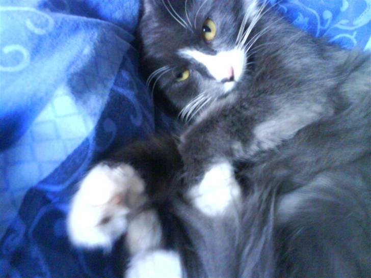 Maine Coon Fået nyt hjem </3 billede 14