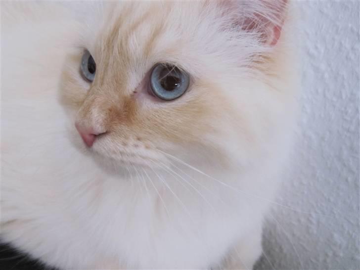 Blanding af racer Sebastian - Sebastian er her halvandet år gammel :) Feb. ´10 billede 18