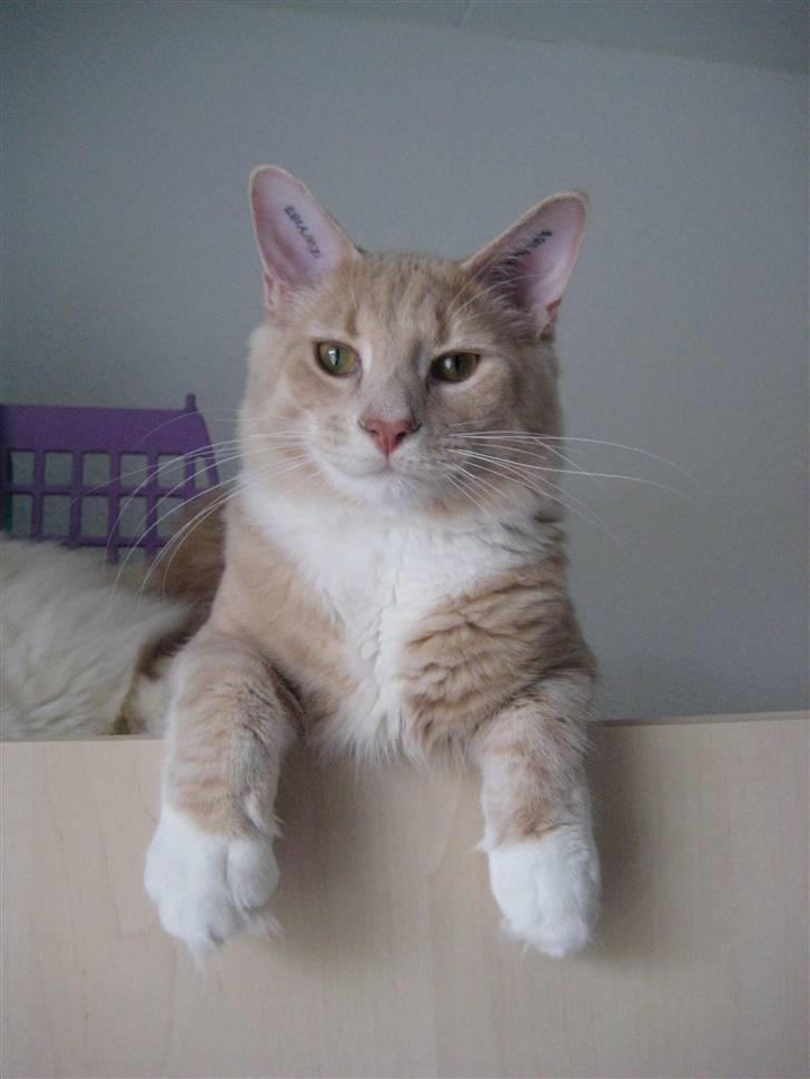 Maine Coon Oliver - 9 måneder-- Nov. ´09 billede 10