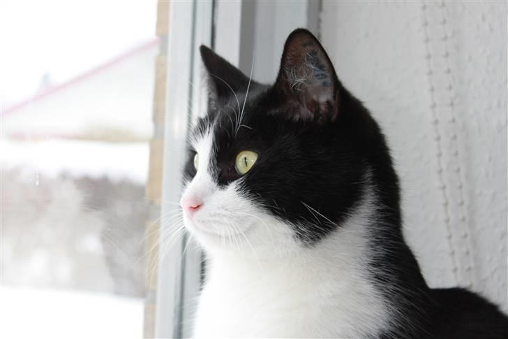 Huskat Picasso - 05/02 - 10 billede 12