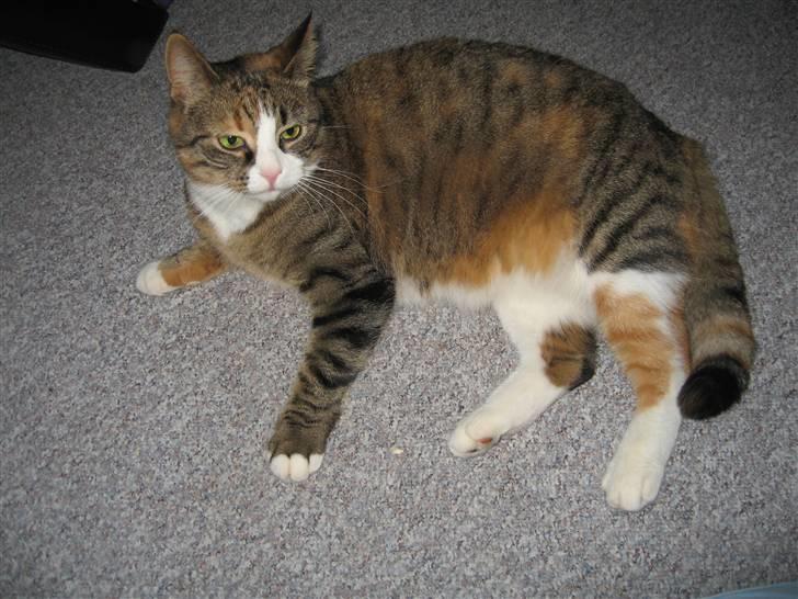 Huskat mini billede 15