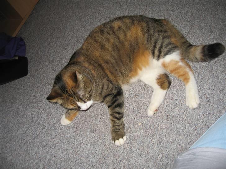 Huskat mini billede 16