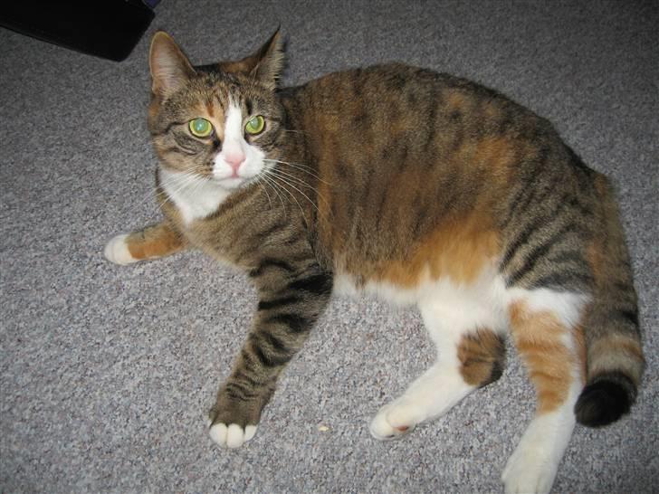 Huskat mini billede 17