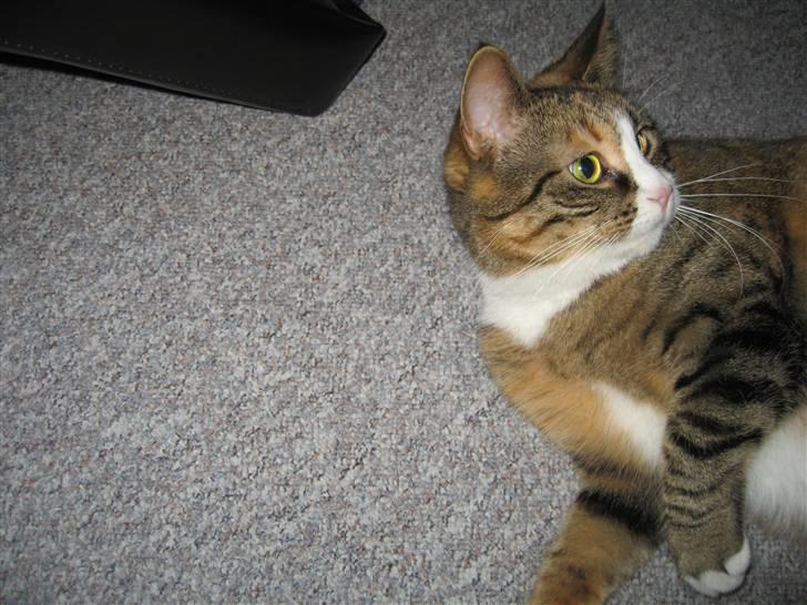 Huskat mini billede 18