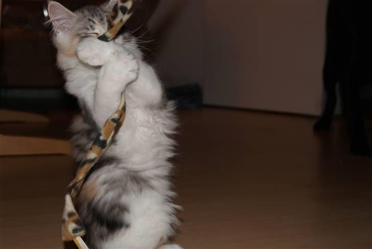 Maine Coon Tulle - Solgt billede 5