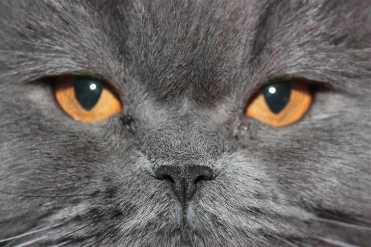 Perser Ofelia *solgt* - uff, lækker! :D billede 1