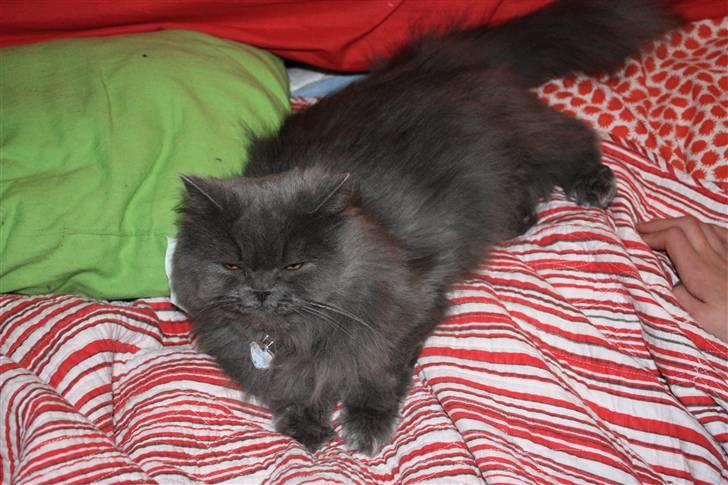 Perser Ofelia *solgt* billede 2