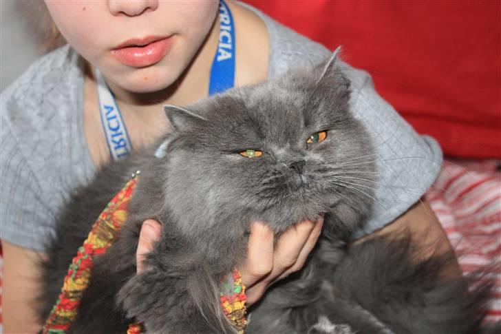 Perser Ofelia *solgt* billede 3