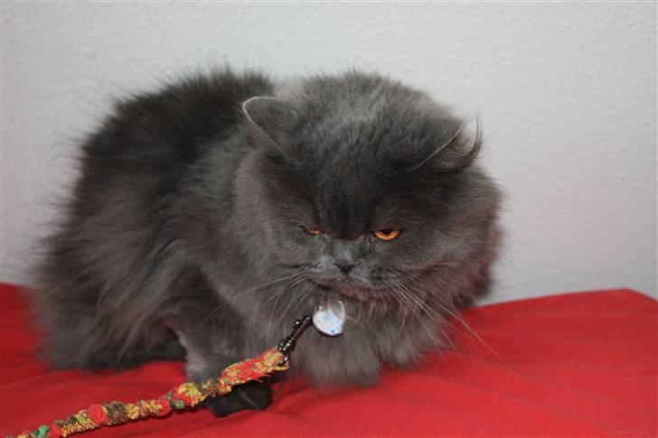 Perser Ofelia *solgt* billede 4