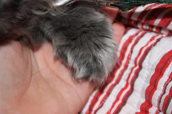 Perser Ofelia *solgt* billede 5