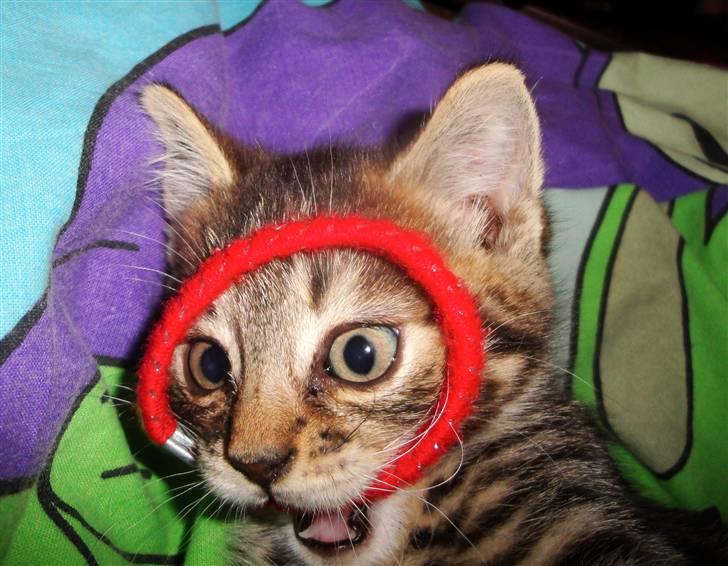 Huskat Ufféh billede 1