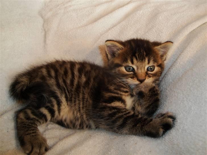 Huskat Ufféh billede 2