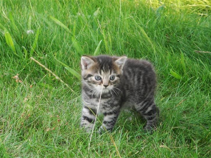 Huskat Ufféh billede 3