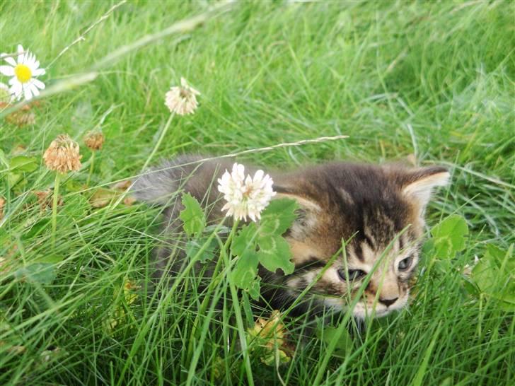 Huskat Ufféh billede 4