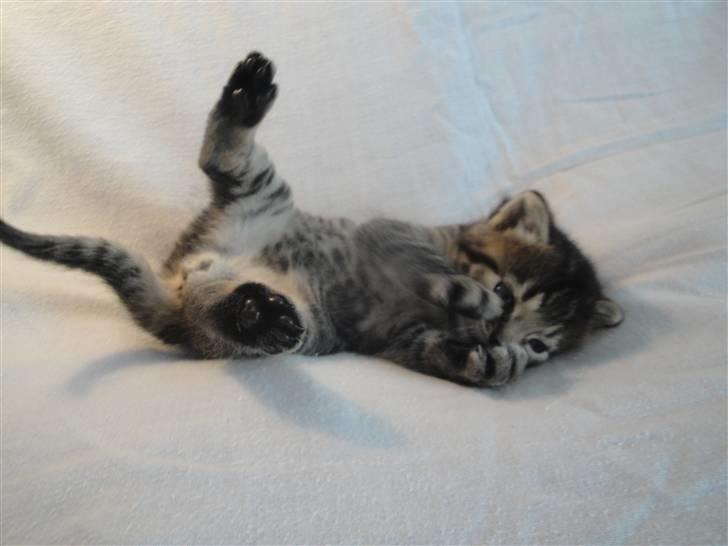 Huskat Ufféh billede 5