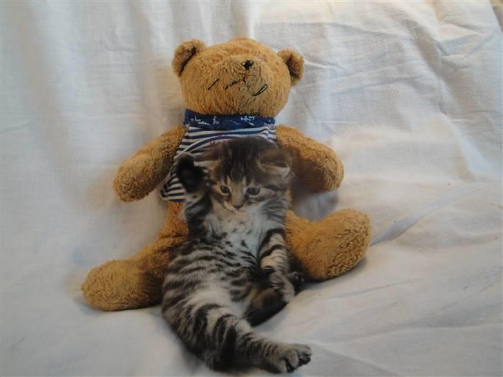 Huskat Ufféh billede 6