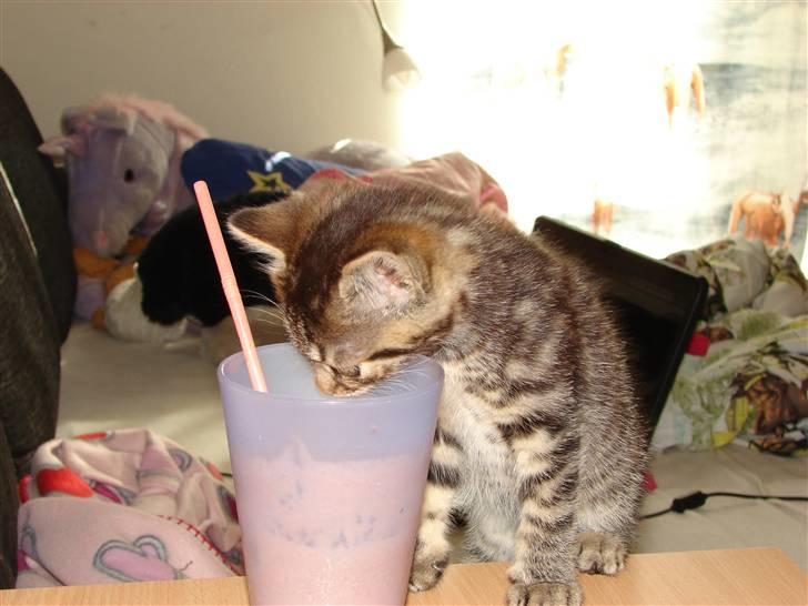 Huskat Ufféh billede 7