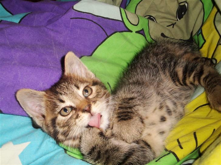 Huskat Ufféh billede 8