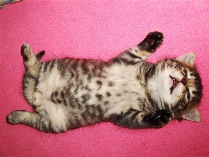 Huskat Ufféh billede 9