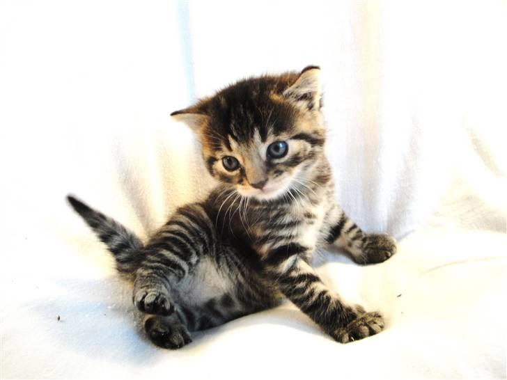 Huskat Ufféh billede 11