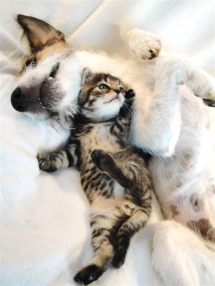 Huskat Ufféh billede 12