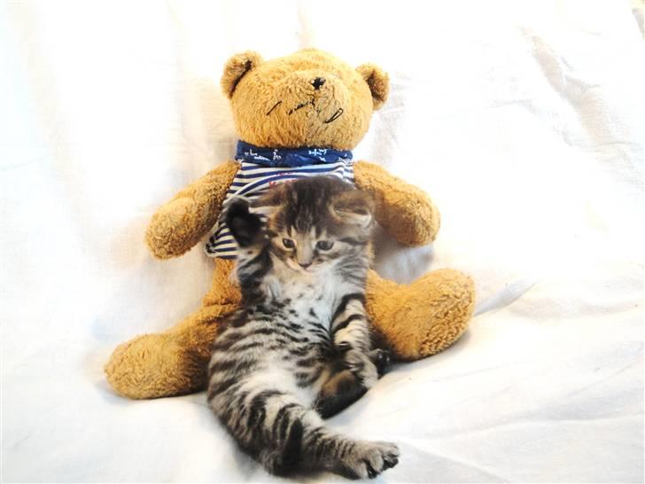 Huskat Ufféh billede 13