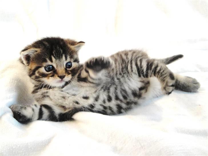 Huskat Ufféh billede 14