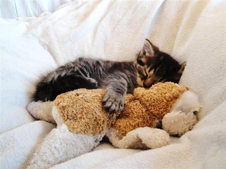 Huskat Ufféh billede 15