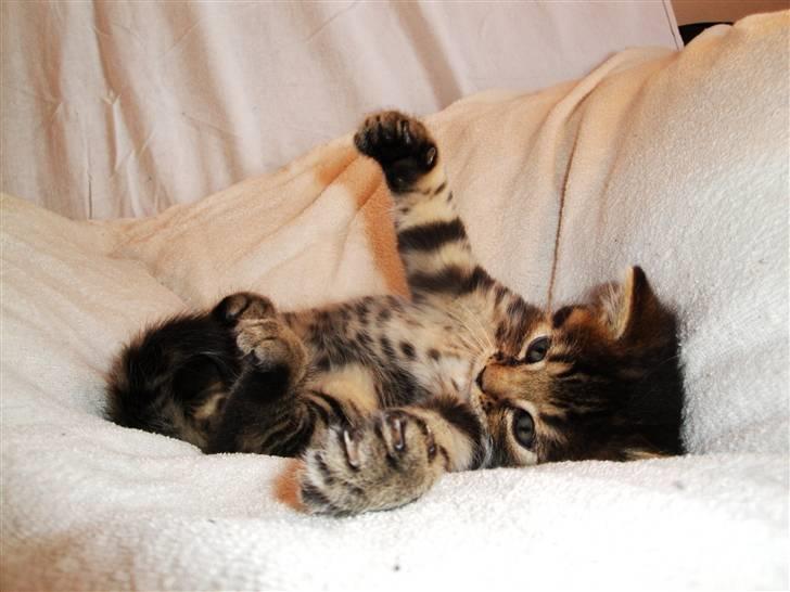 Huskat Ufféh billede 16