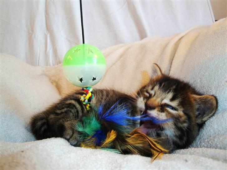 Huskat Ufféh billede 17