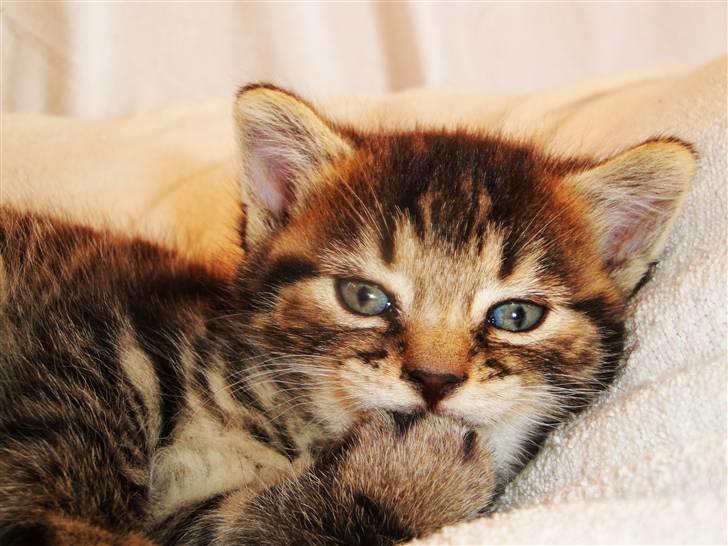 Huskat Ufféh billede 18