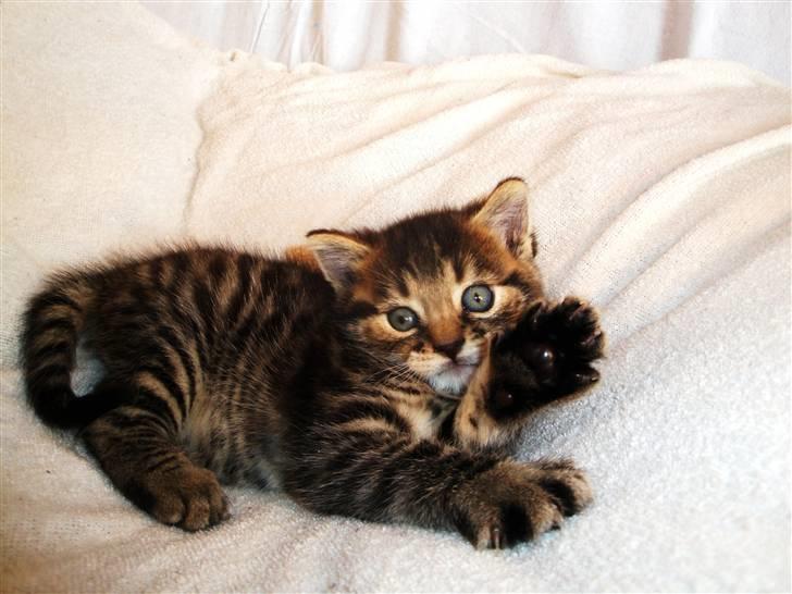 Huskat Ufféh billede 19