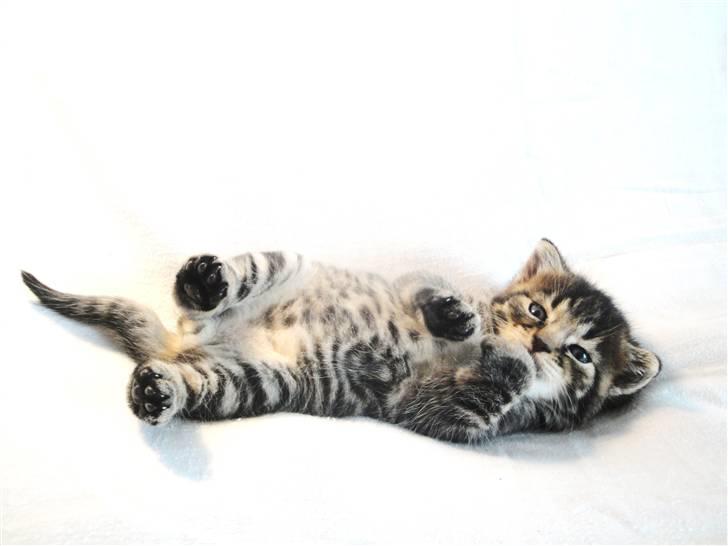 Huskat Ufféh billede 20