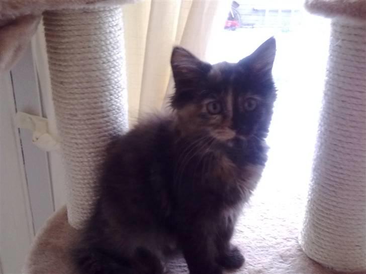 Maine Coon Zena billede 8