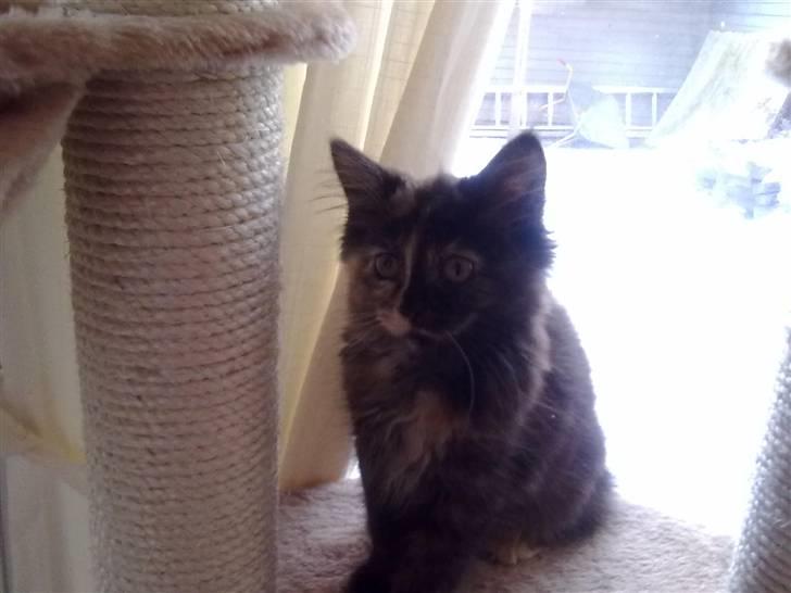 Maine Coon Zena billede 9