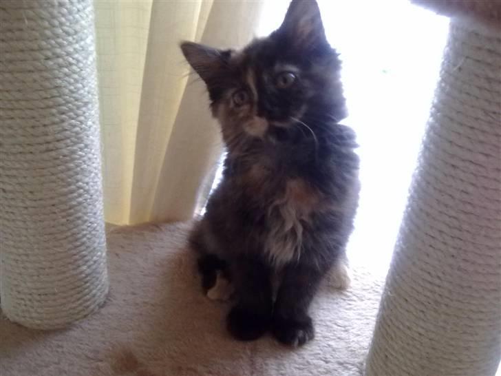 Maine Coon Zena billede 10