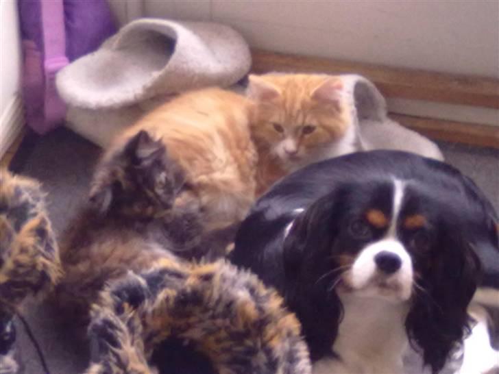 Maine Coon Zena billede 11