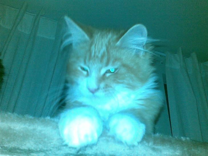 Maine Coon Purp billede 11