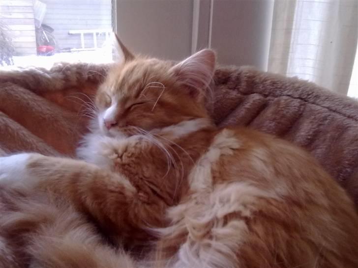 Maine Coon Purp billede 12