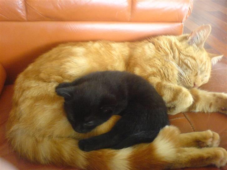 Blanding af racer Mini-Max billede 16