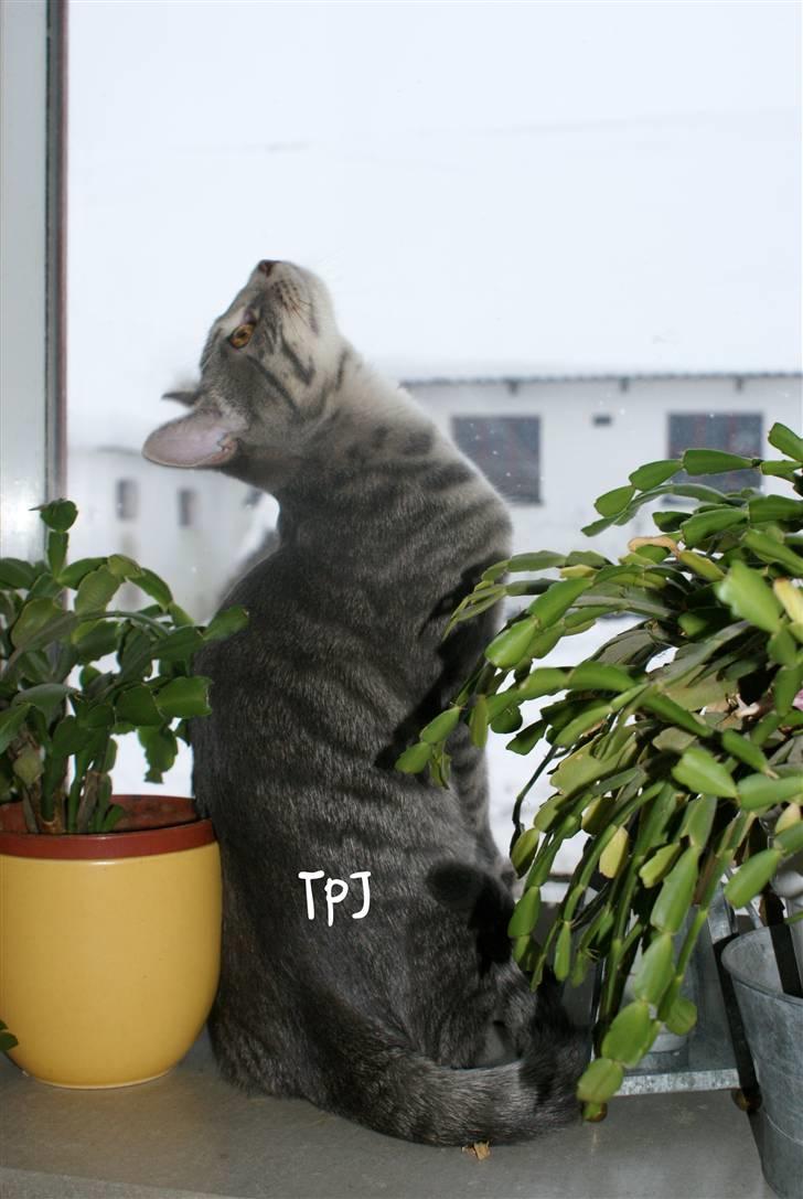 Huskat Bov billede 9