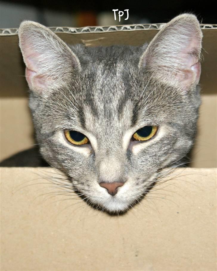 Huskat Bov billede 10